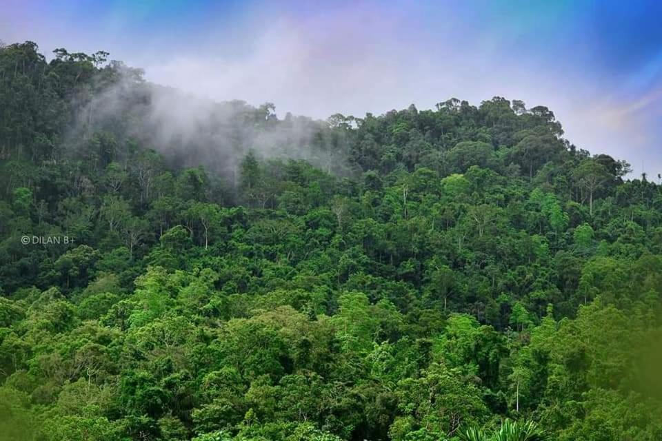 Sinharaja Forest Gate 3* Deniyaya